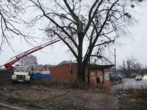 На вулиці Заводській ліквідували аварійне дерево