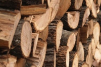 В Изюмском лесничестве незаконно срубили больше 350 деревьев