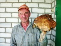 В Изюмских лесах начался грибной сезон