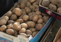 Фермеры жалуются на дешевизну картофеля