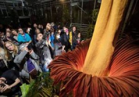 В Базеле расцвел самый большой цветок в мире Аморфофаллус титанический