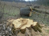 У Барвінківському районі правоохоронці посилюють контроль за незаконною вирубкою лісових насаджень