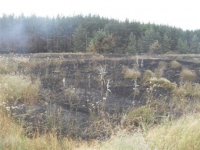 Балаклійський район: випалювання сухої ледь не завдало шкоди сосновому лісу