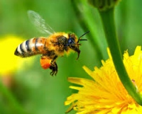 Внимание, пчеловоды! Сельхозугодья обрабатываются ядохимикатами 