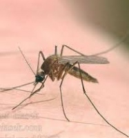 Осторожно, комар может загрызть!