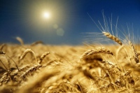 В Харьковской области уже собрали два миллиона тонн зерна