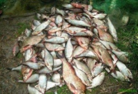 Браконьєри виловили риби майже на 80 тисяч на Краснооскільському водосховищі