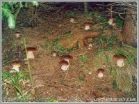 Збираючи гриби, не смітіть у лісі