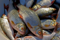 Задержан браконьер, погубивший рыбы почти на два миллиона