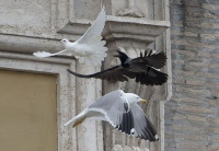 Ворон напал на голубей, выпущенных Папой Римским после молитвы за Украину