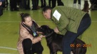 В Ізюмі пройшла регіональна виставка собак