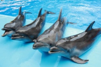 В Украине запретят передвижные зоопарки и дельфинарии не у моря