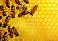 19 августа - профессиональный праздник у пчеловодов