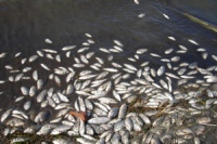 В Печенежском водохранилище погибло почти полмиллиона рыб - Госэкоинспекция