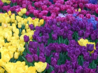 Выставка тюльпанов открылась в Харькове