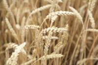 Харьковская область заняла первое место в Украине по валовому сбору озимой пшеницы