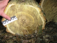Полицейские Балаклейщины пресекли незаконную вырубку деревьев
