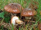 В Изюмских лесах открыт грибной сезон