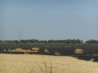 Первомайський район: рятувальники ліквідували пожежу на пшеничному полі