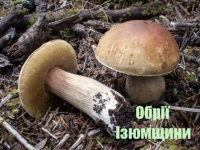 В ізюмських лісах знову пішов білий гриб