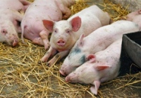 Новый очаг африканской чумы свиней обнаружен на Харьковщине