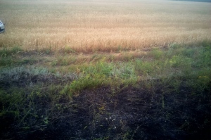 Через випалювання сухої трави ледве не згоріло поле пшениці на Ізюмщині